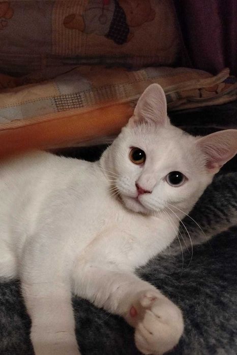 Котёнок девочка 5 месяцев