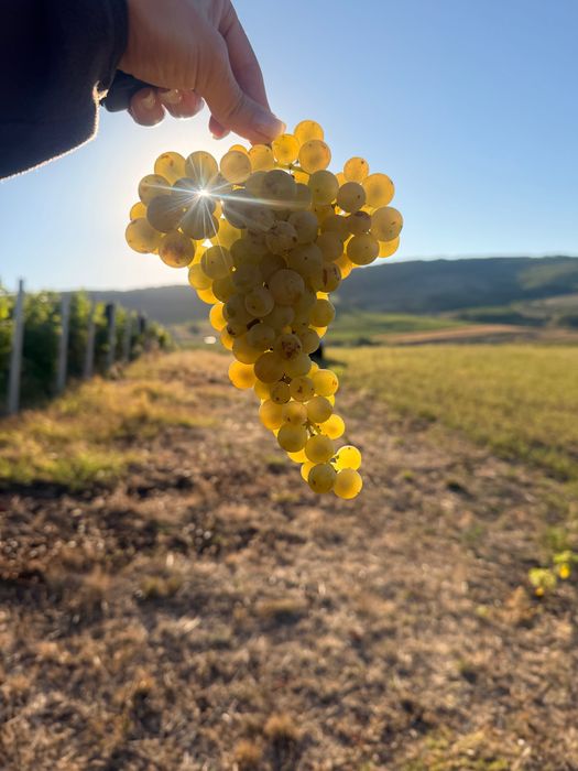 Vând struguri nobili Tamaioasa Romanesca
