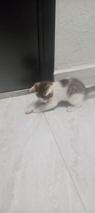 Отдам котенка в хорошем людем