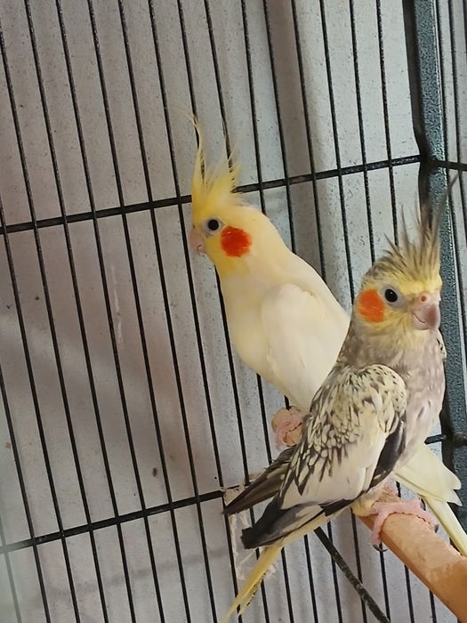 Nimfe reproducătoare