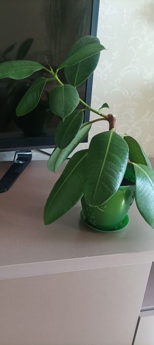 Продам комнатные цветы