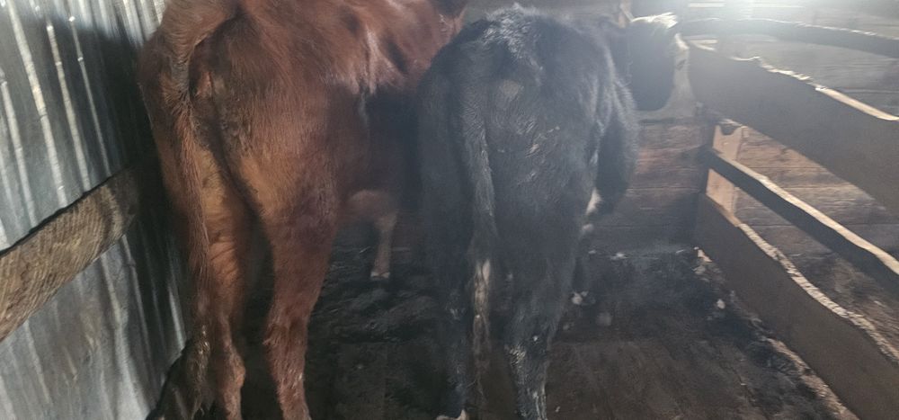 Продам быка и телочек полтарашки