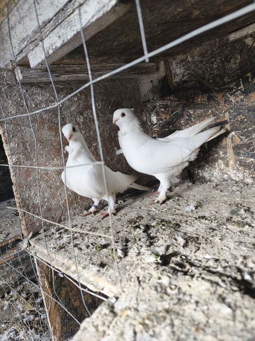 Satineți albi maturi