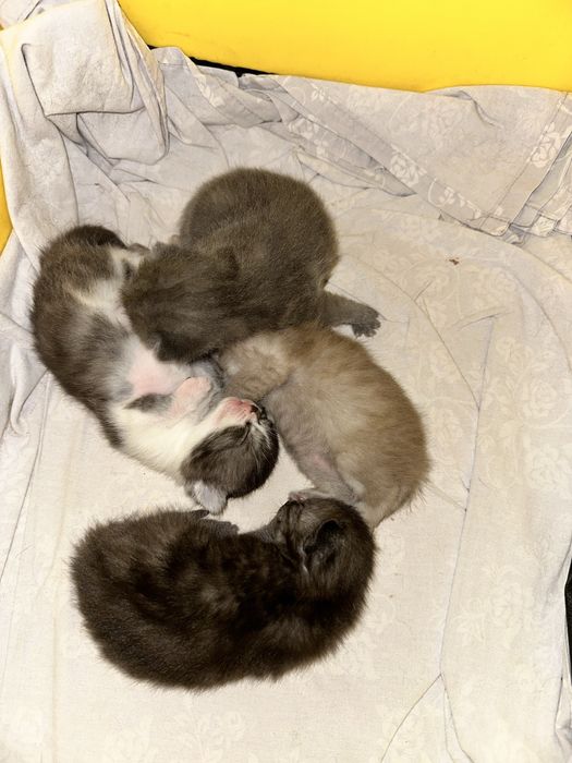 Скоттиш страйт 3 месяц