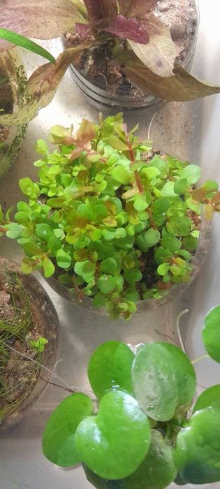 аквариумные растения