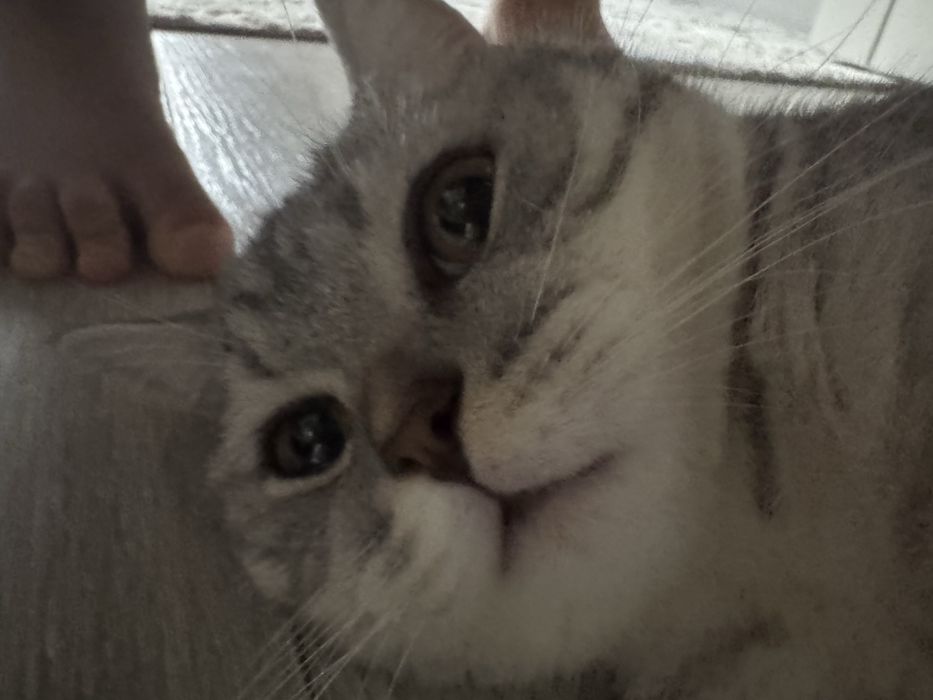отдам кошку отдам