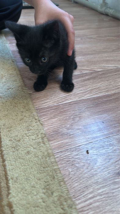 Котенки в добрые руки