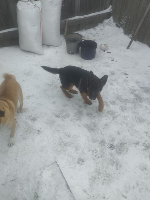 Щенок немец нам 4 месяца