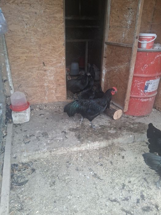 Cocosei australorp si new hampshire