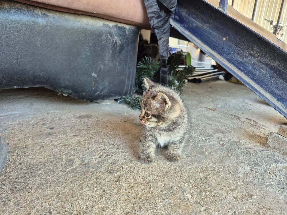 Котята смесь британской
