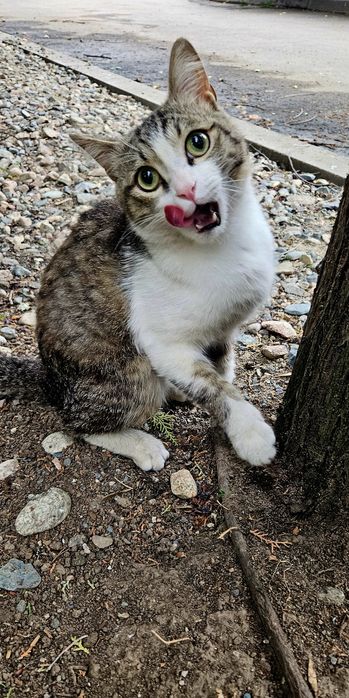 SOS!!! Котик срочно ищет хозяина!