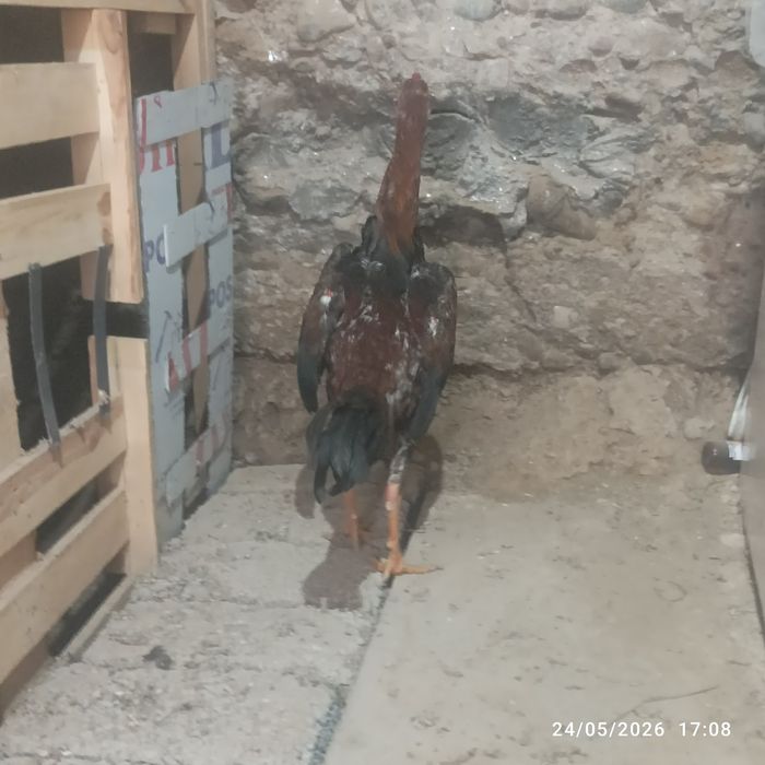 Joʻja horoz sotilad tovu par yahshi narsa arzon narxda!