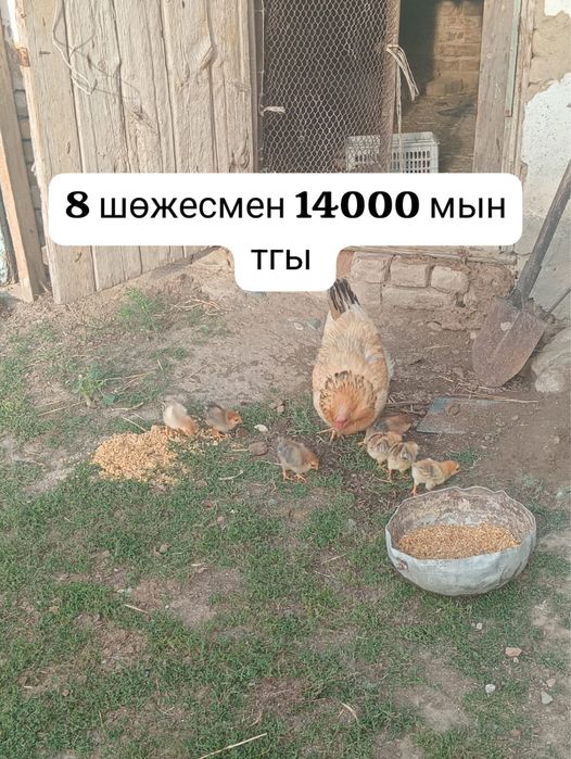 Продаются куры Тауықтар сатылады