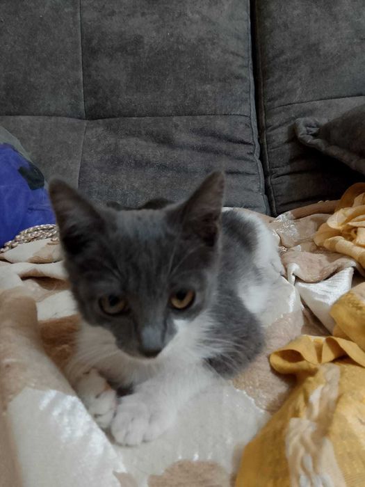 Милые котята ищут дом