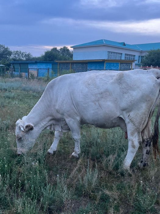 Продам дойную корову