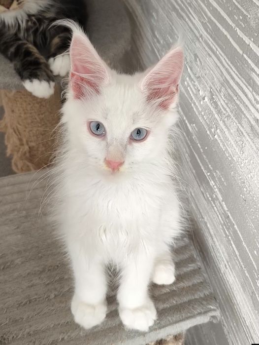 Продам котят Мейкун