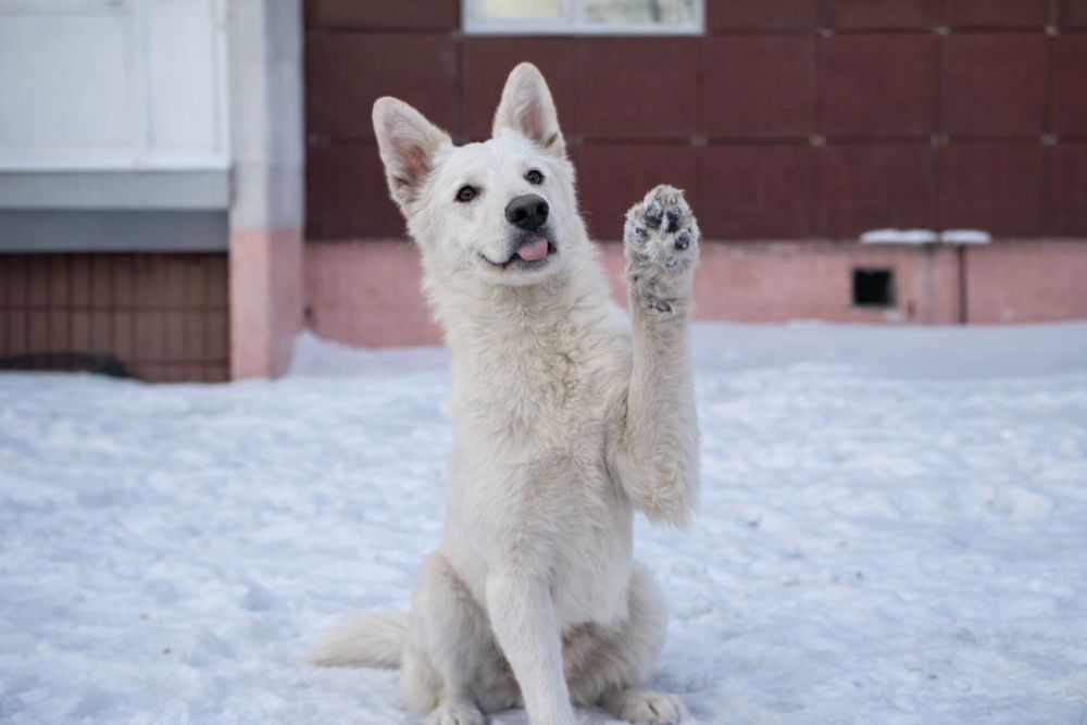 Очаровательная собака в поисках семьи