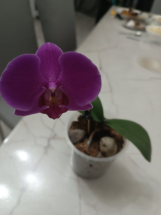 Продам орхидею! Цветёт!