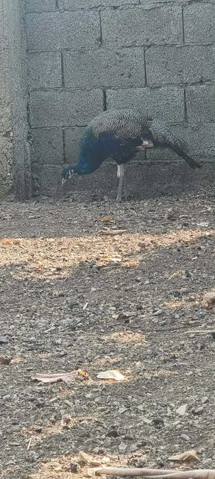 Мъжки индийски паун