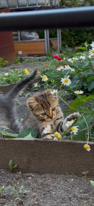Кошечка найденыш