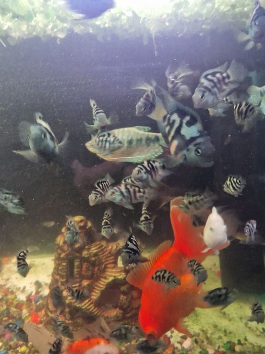 Продам сапфировых попугайчиков.