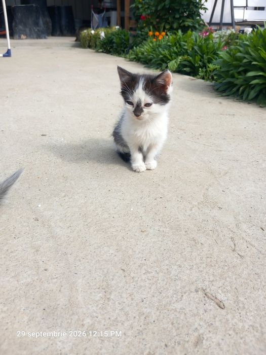 Pisici rasă comună adopție
