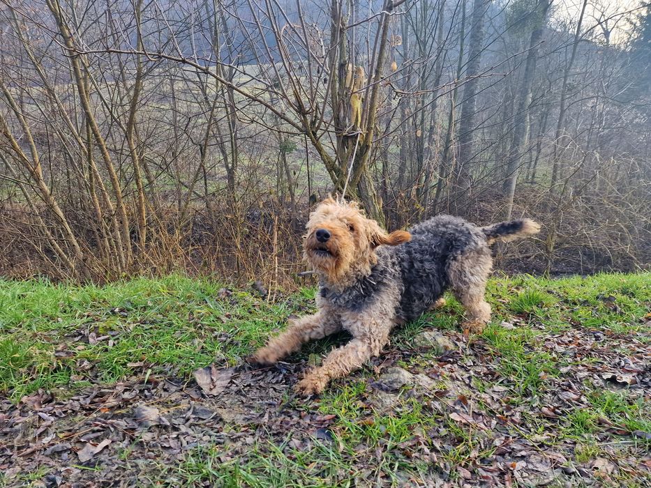 Femela Airedale Terrier