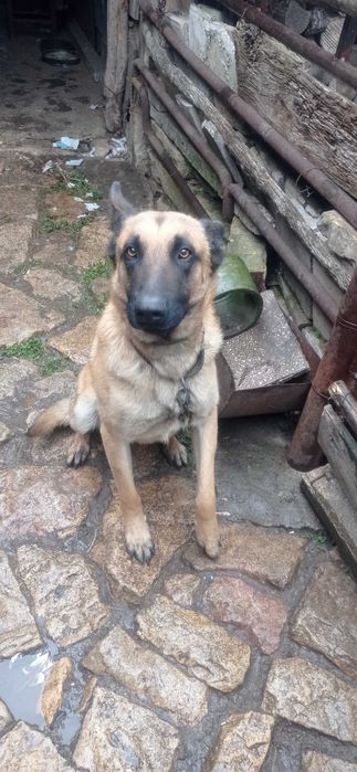 Белгийска овчарка малинуа