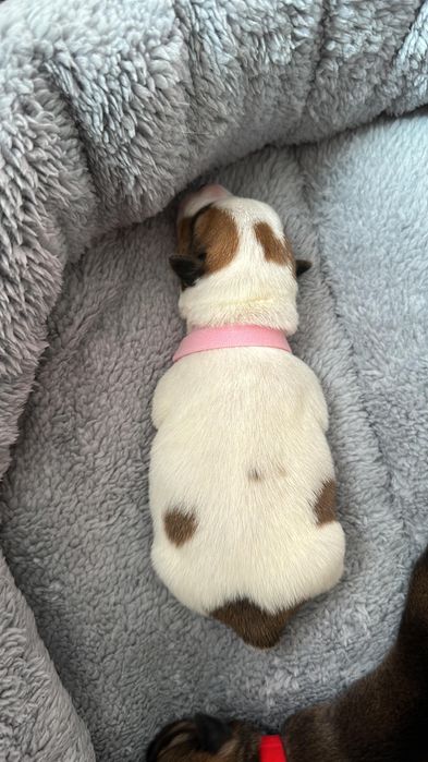 Джек Рассел терьер