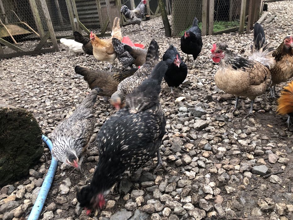 Oua incubat gainuse pheonix, motate , pitice