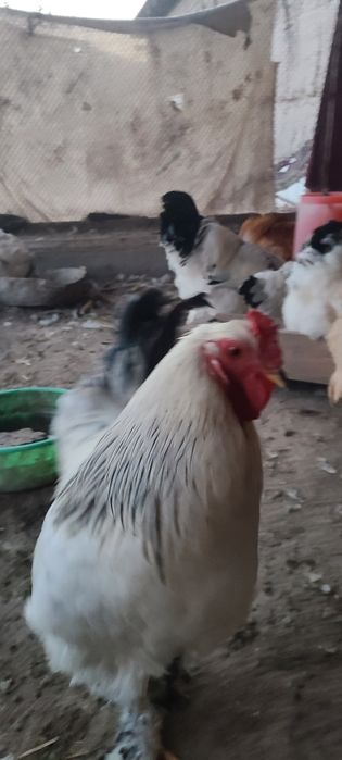 Брома тухумлар сотилади