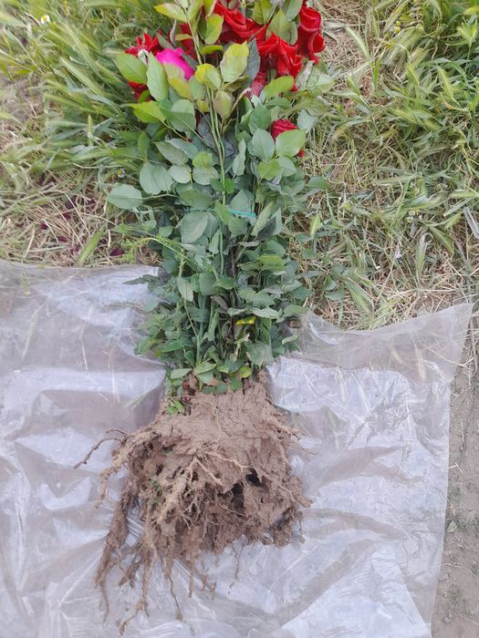 Карагаш Қарағаш Вяз