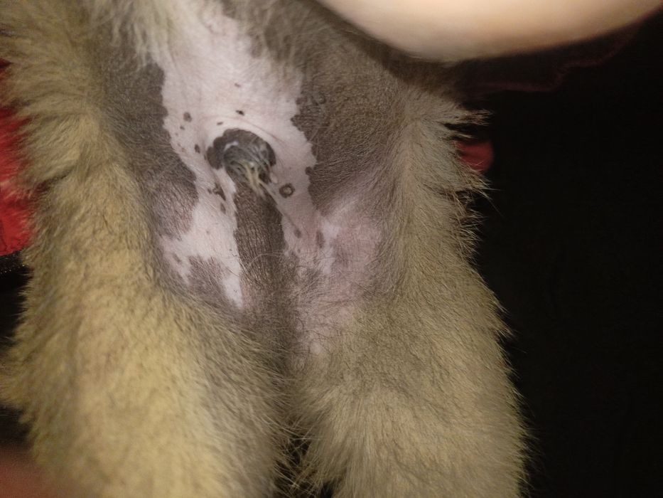 Отдам щенков в кыргауылды