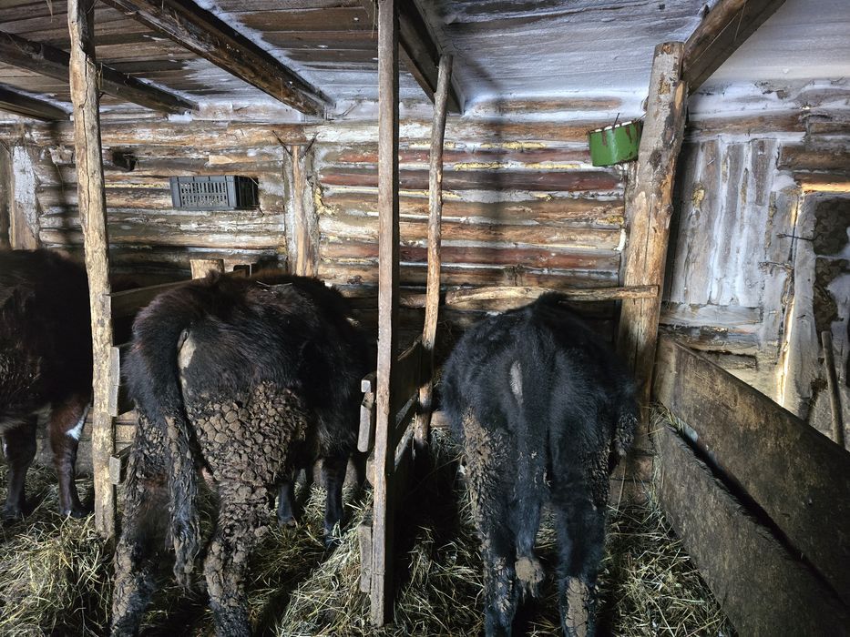 Продам два бычка