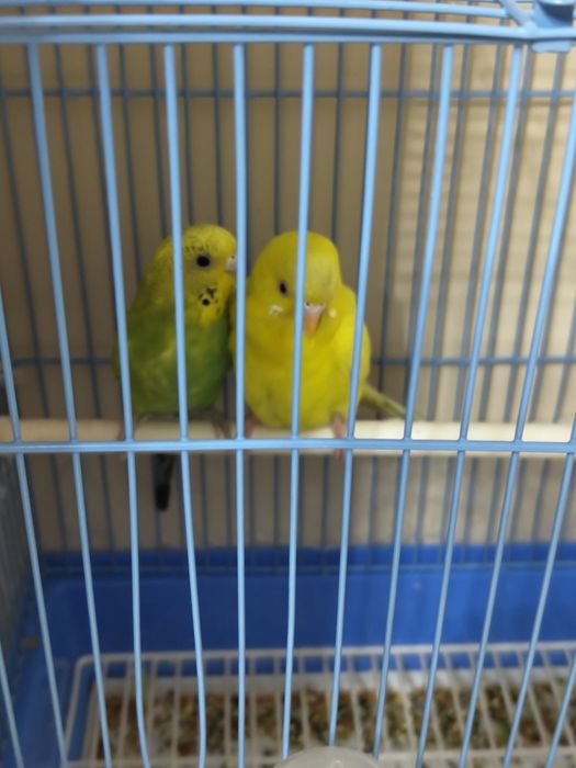 Волнистые кореллы!