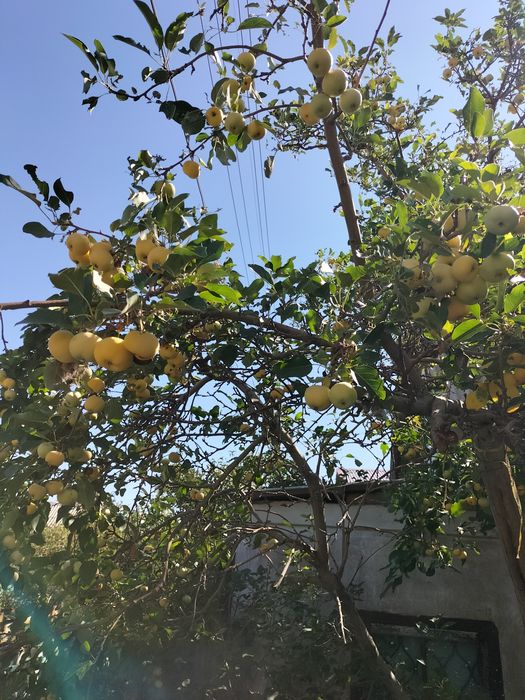 Продам дачу ПК Здравница, медьзавод.