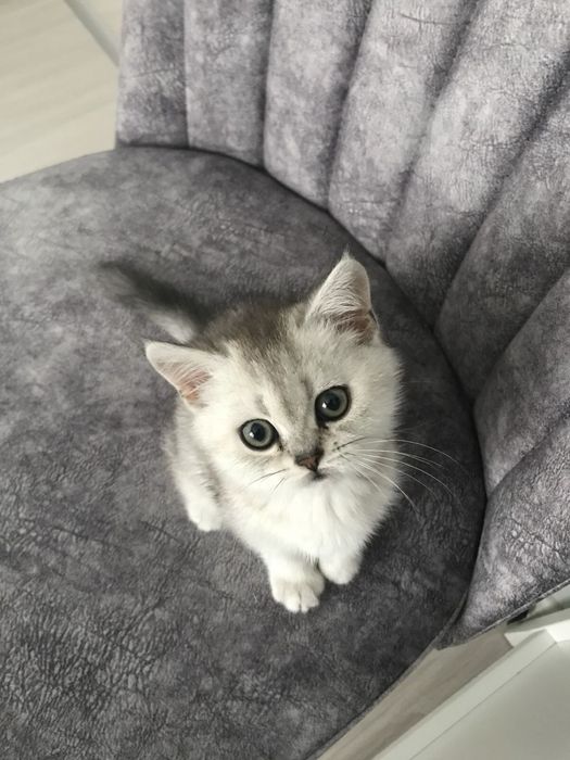 Британский шиншилла котёнок, девочка, 2 месяца