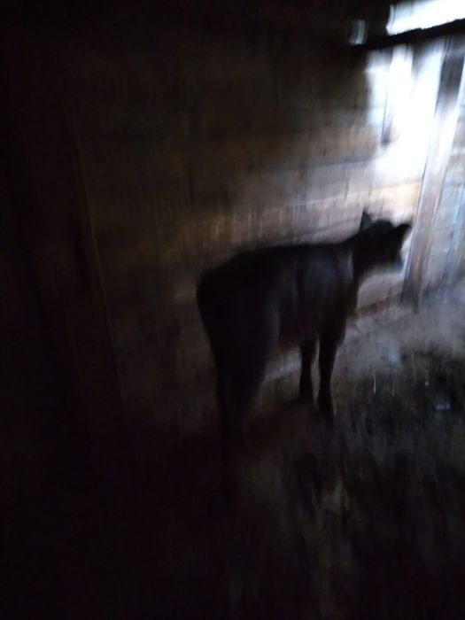 Продам телёнка 1 месяц и неделя