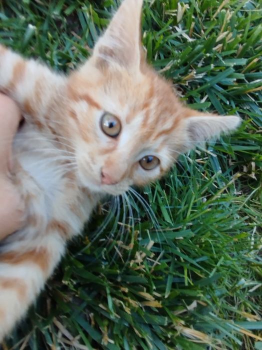 2-месечно рижаво мъжко коте