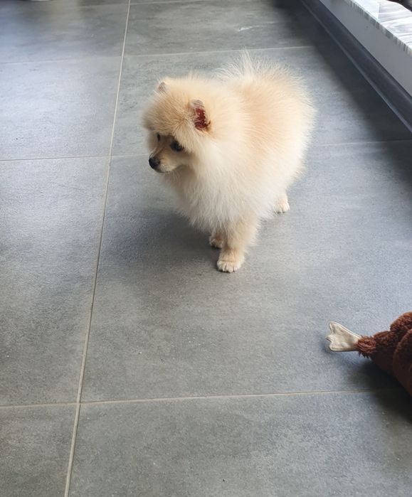 померан померански шпиц