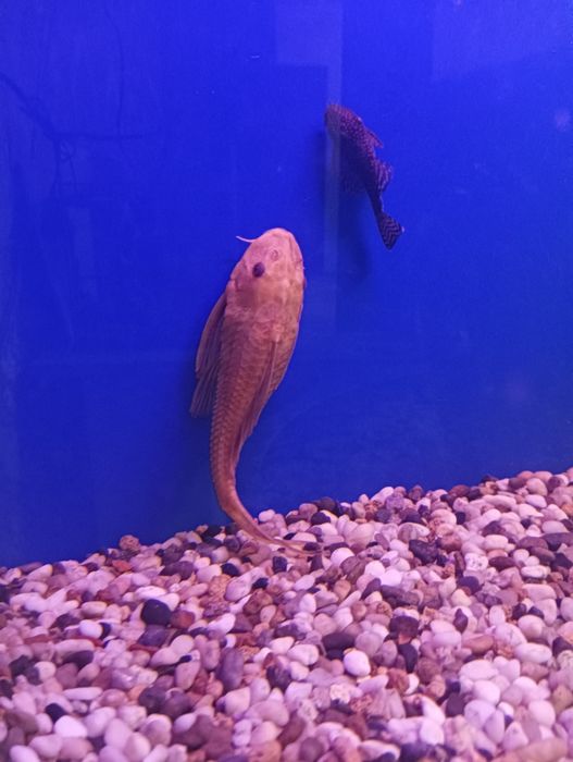 Парчовий альбинос пилесос