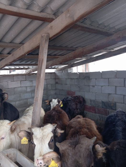 Продам бычков домашних