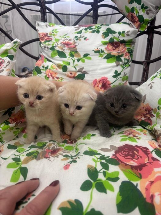 Кошки , милые кошки