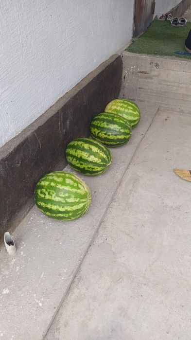 Арбуыз      қауын
