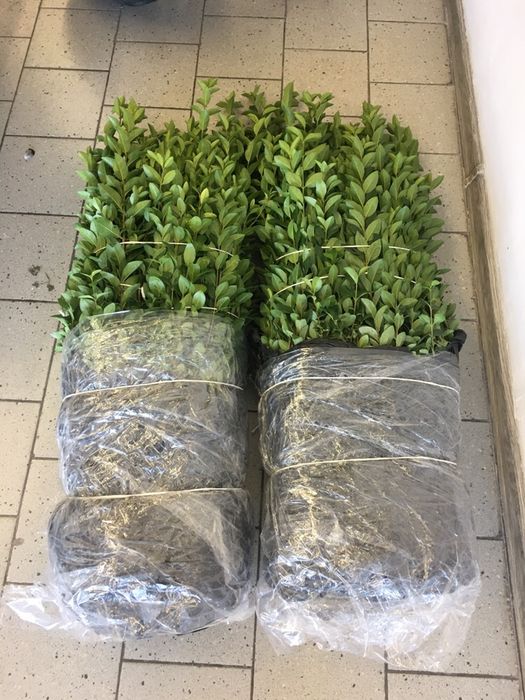 Лигуструм вечнозелен