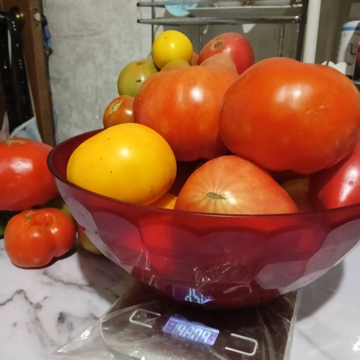 Семена домашних томатов