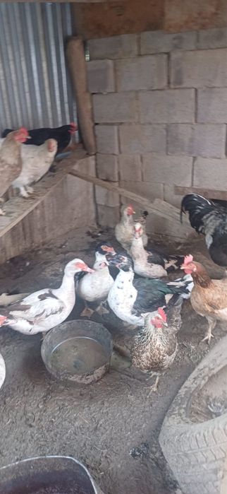 Продам индюков и куры