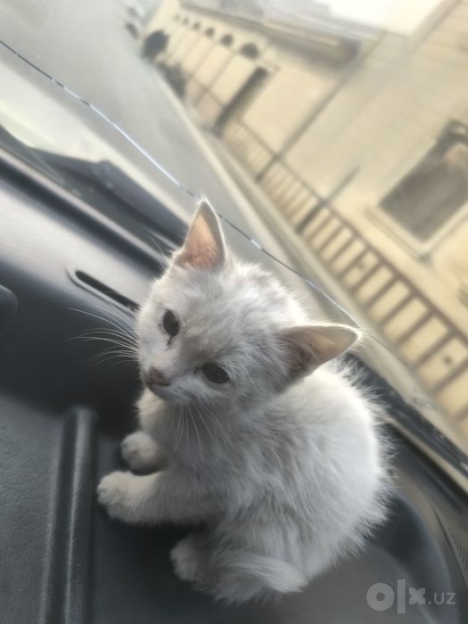 Mushukcha tekinga beriladi,ovqati bilan