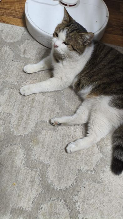 Отдам кушку в добрые руки