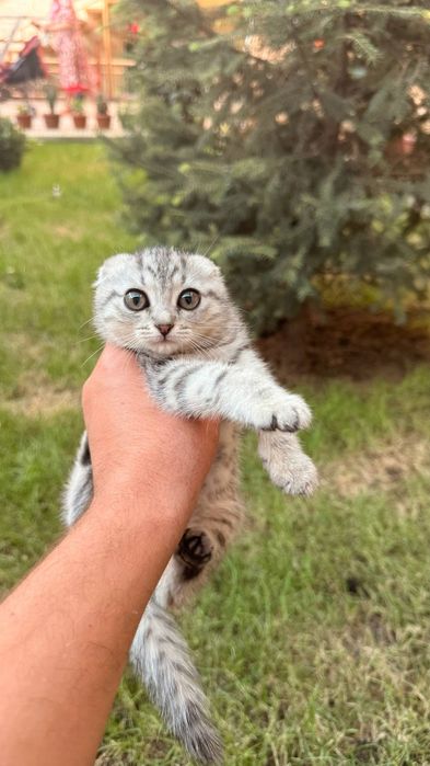 Shotland  Scottish Fold va scottish strayt  mushukcha sotiladi! Chir